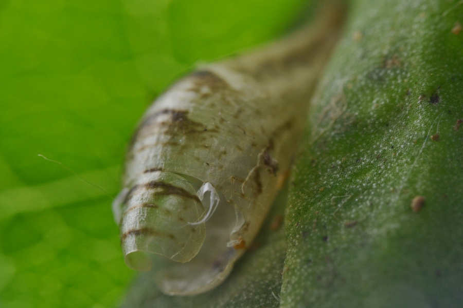 Episyrphus balteatus dalla larva all''adulto