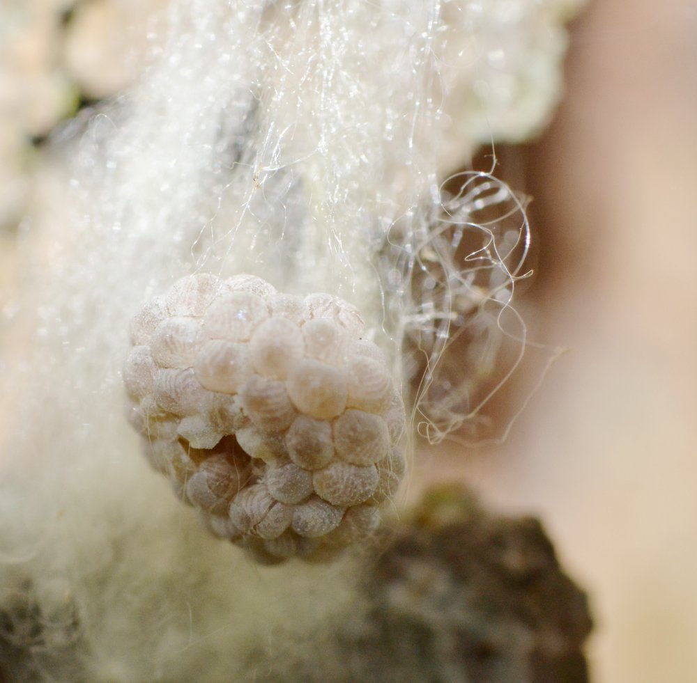 Salticus sp.