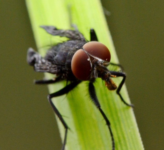 ID: dittero maschio (Muscidae?)