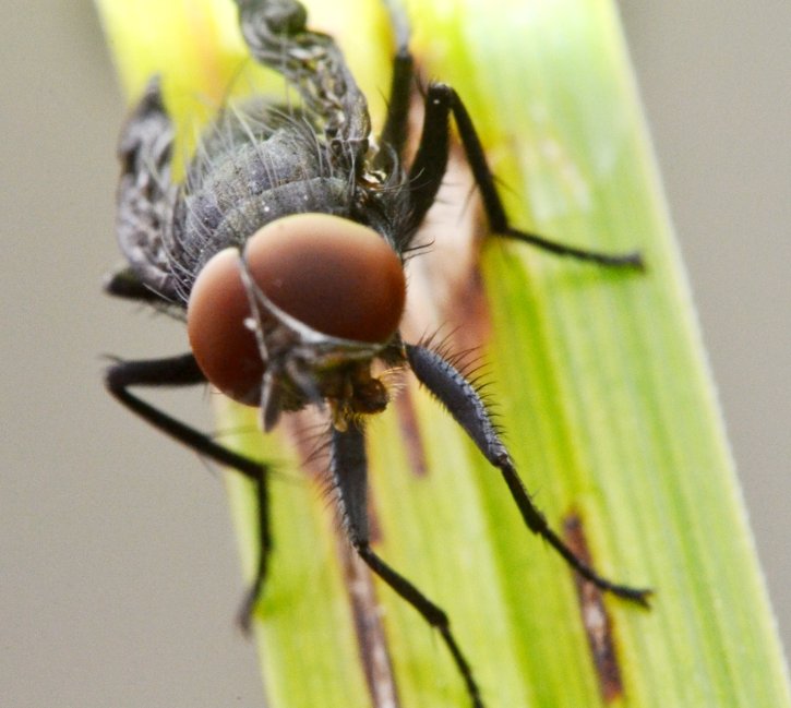 ID: dittero maschio (Muscidae?)
