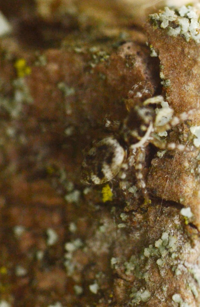 Salticus sp.