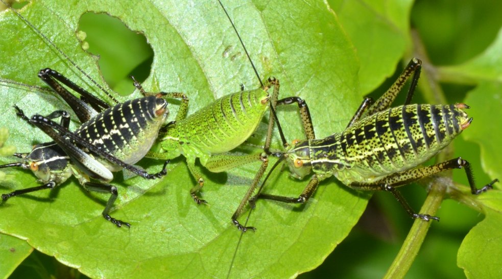 Ninfe di Phaneroptera sp. e Eupholidoptera sp.