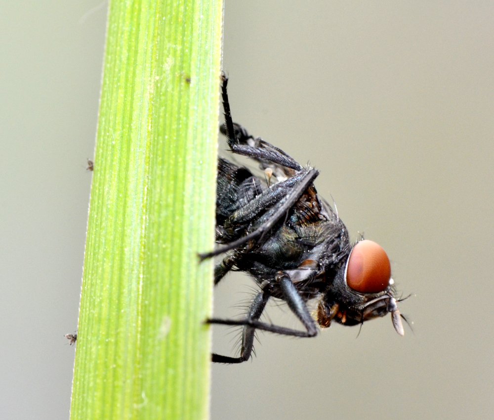 ID: dittero maschio (Muscidae?)
