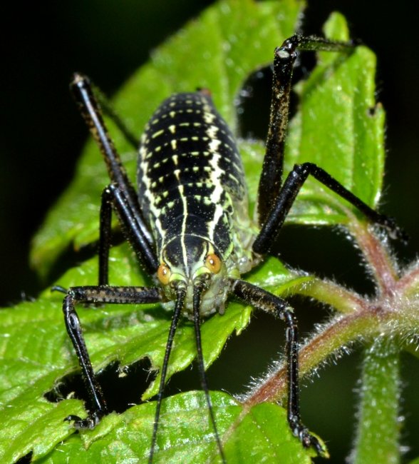 Ninfe di Phaneroptera sp. e Eupholidoptera sp.