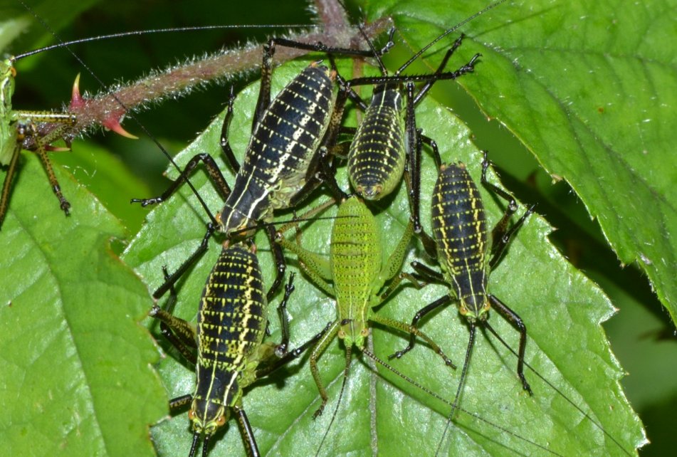 Ninfe di Phaneroptera sp. e Eupholidoptera sp.