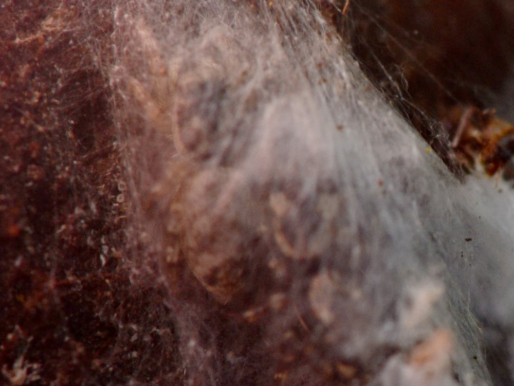 Salticus sp.