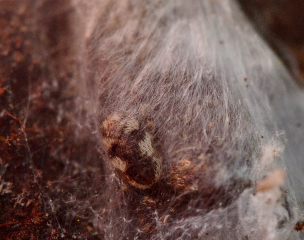 Salticus sp.