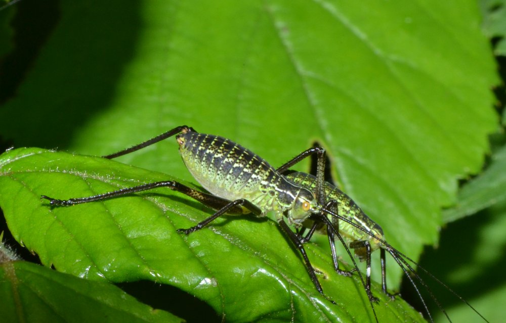 Ninfe di Phaneroptera sp. e Eupholidoptera sp.