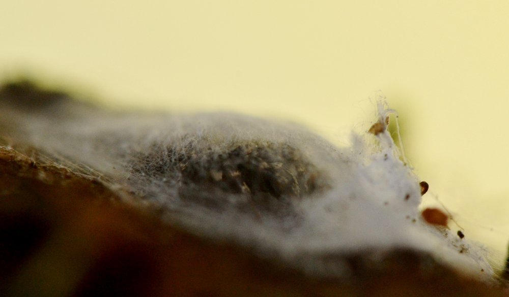 Salticus sp.