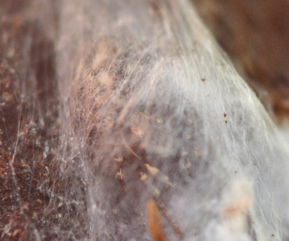 Salticus sp.