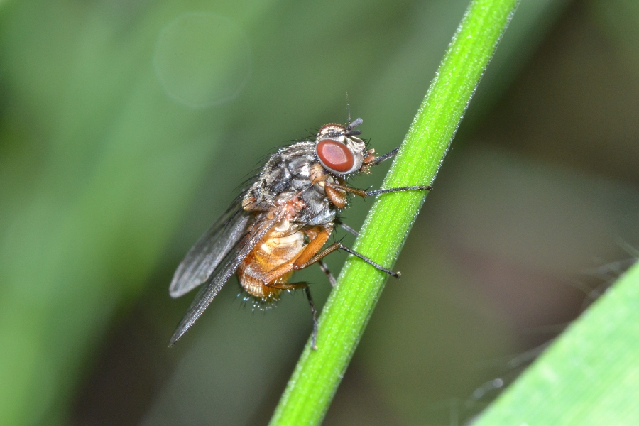 ID dittero (Tachinidae?)