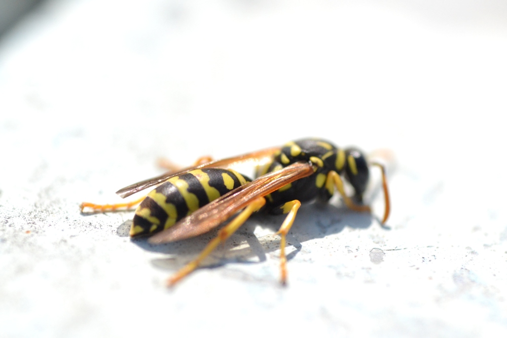 Fondatrice Polistes sp.