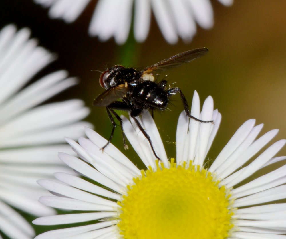 Tachinidae: Phania funesta
