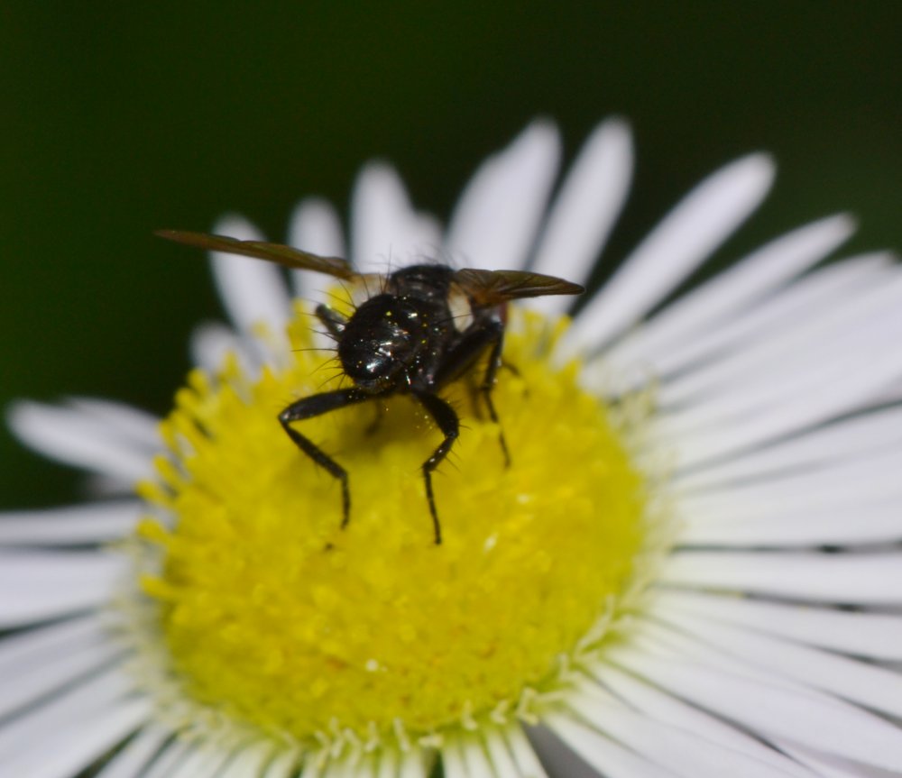 Tachinidae: Phania funesta