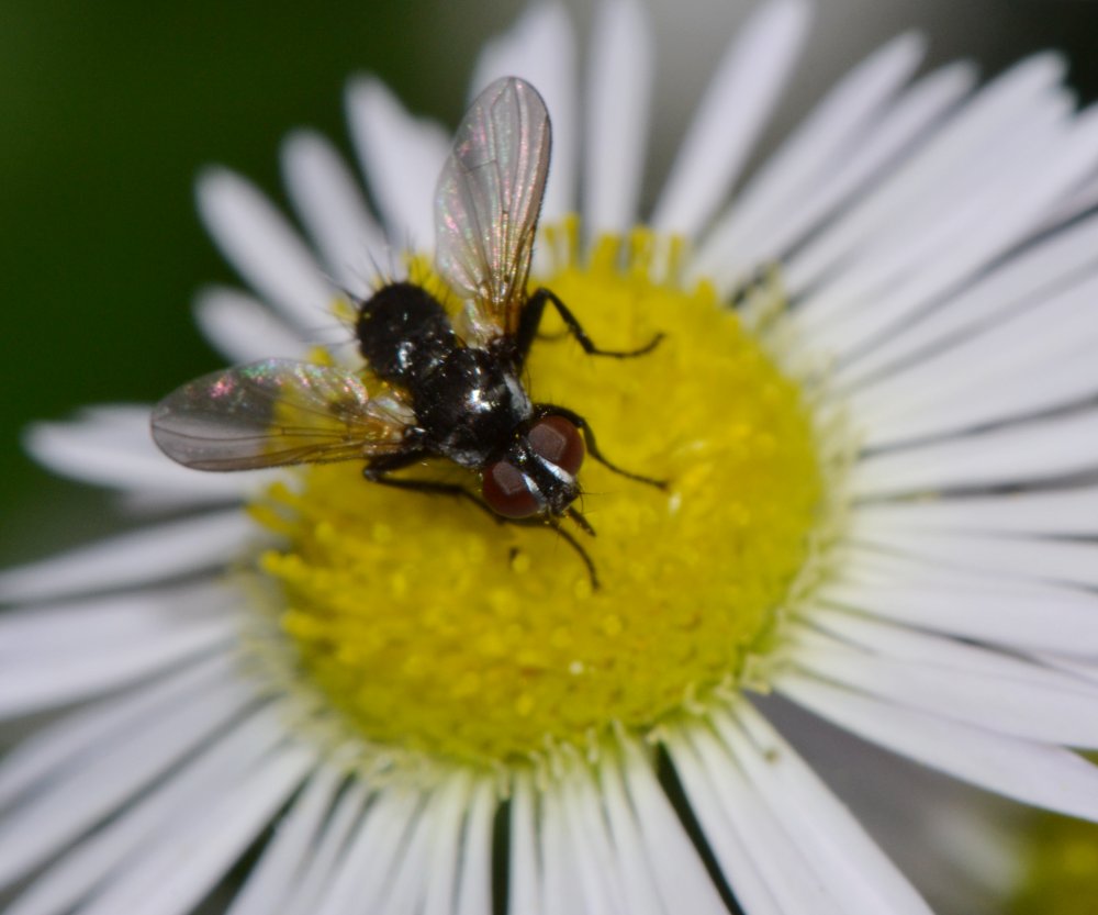 Tachinidae: Phania funesta