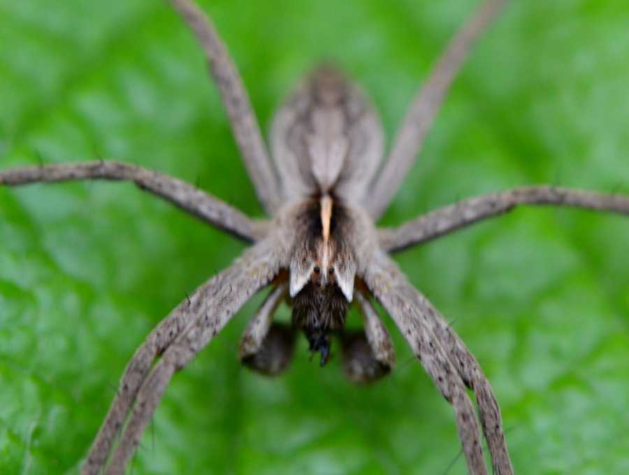 Pisaura sp.