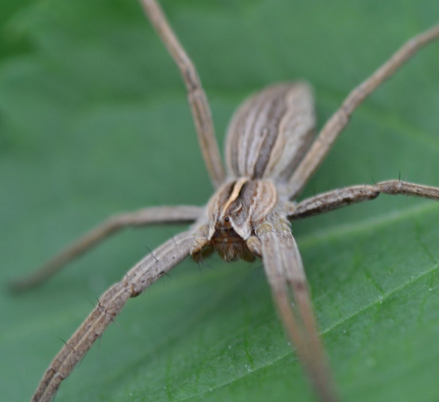Pisaura sp.