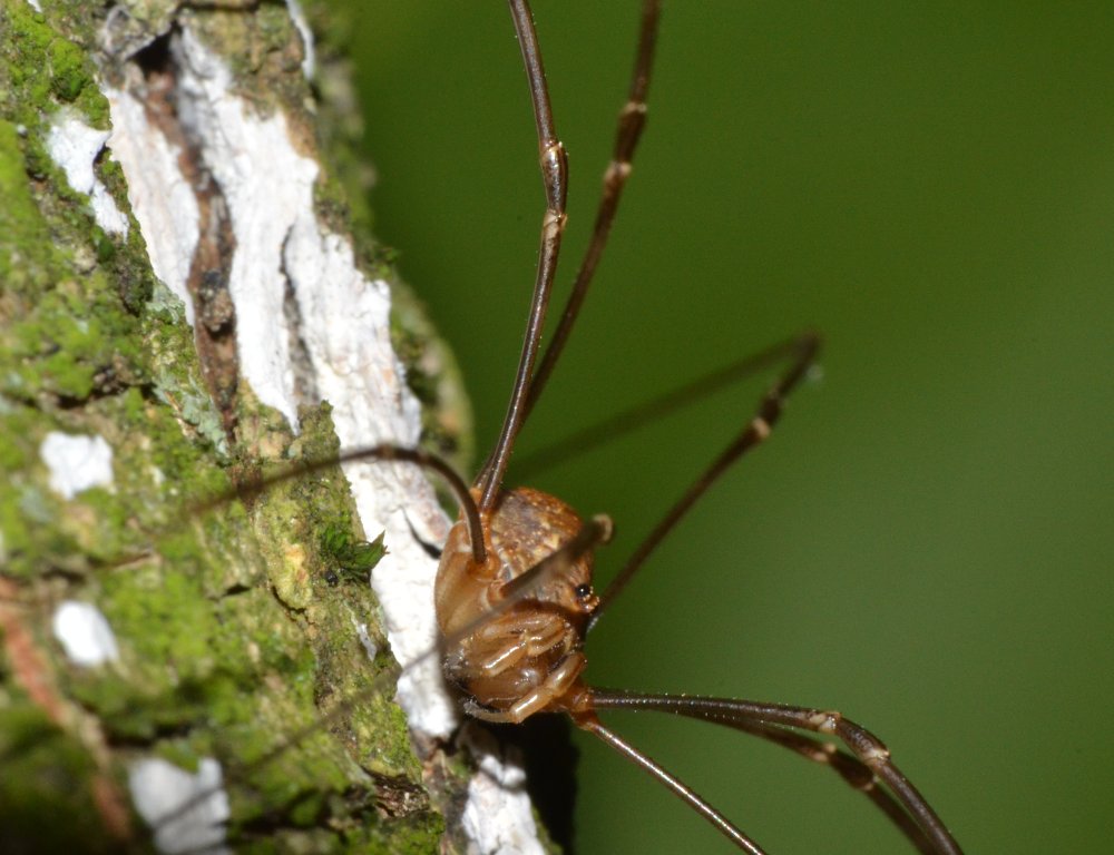 Ninfe di Phaneroptera sp. e Eupholidoptera sp.