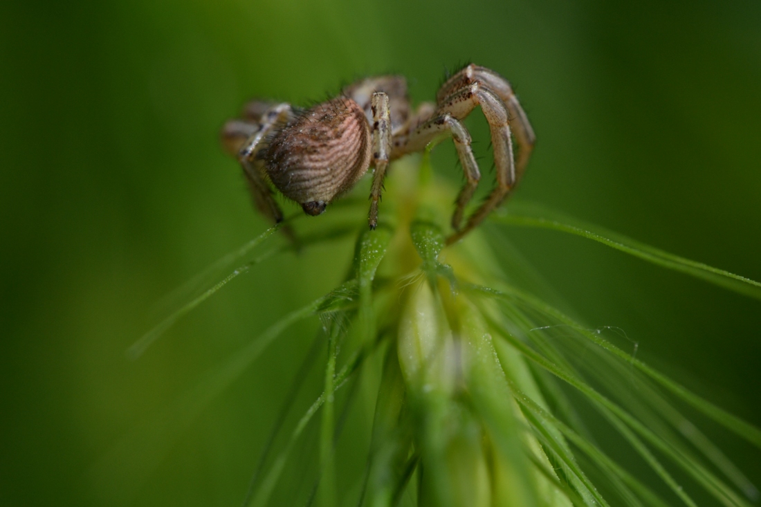 Xysticus sp.