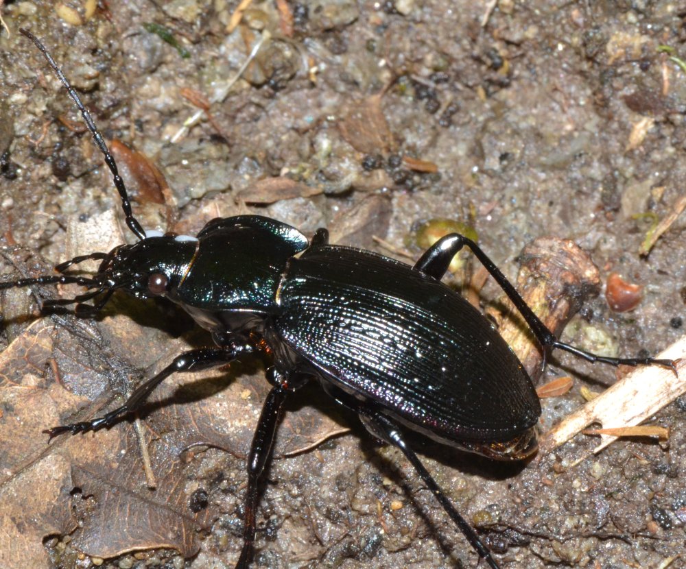 ID Carabus sp. - C. catenulatus