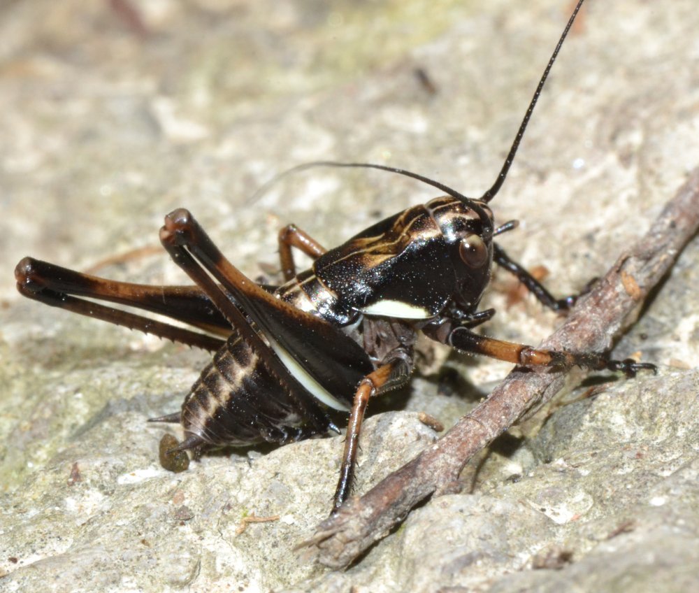 Ninfe di Phaneroptera sp. e Eupholidoptera sp.