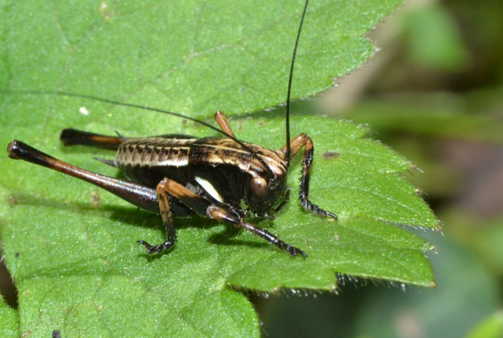 Ninfe di Phaneroptera sp. e Eupholidoptera sp.
