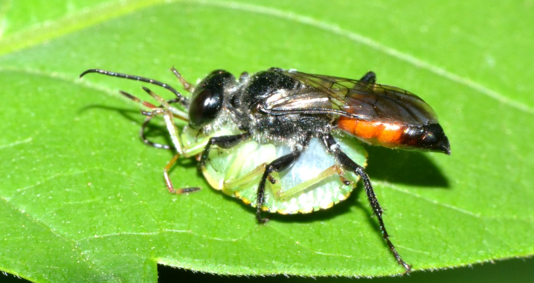 Astata cf. boops con preda (neanide Pentatomidae)