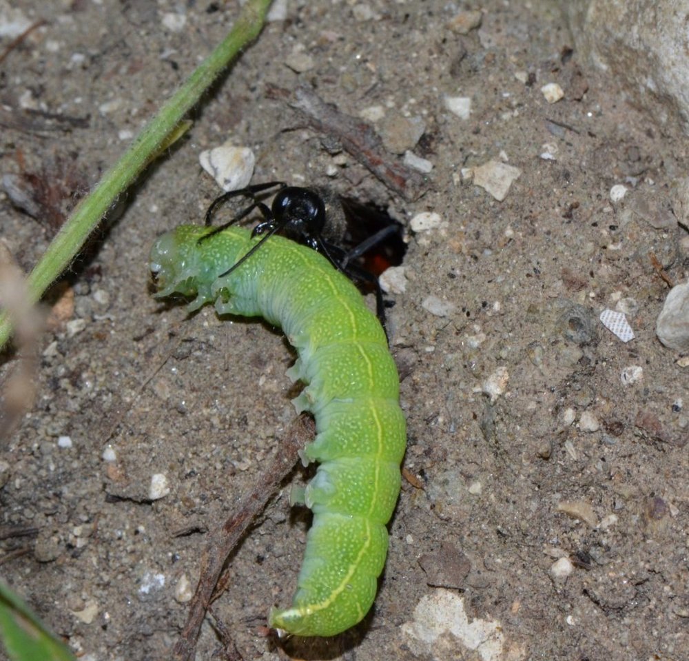 Reportage : Sphecidae, Ammophila sabulosa