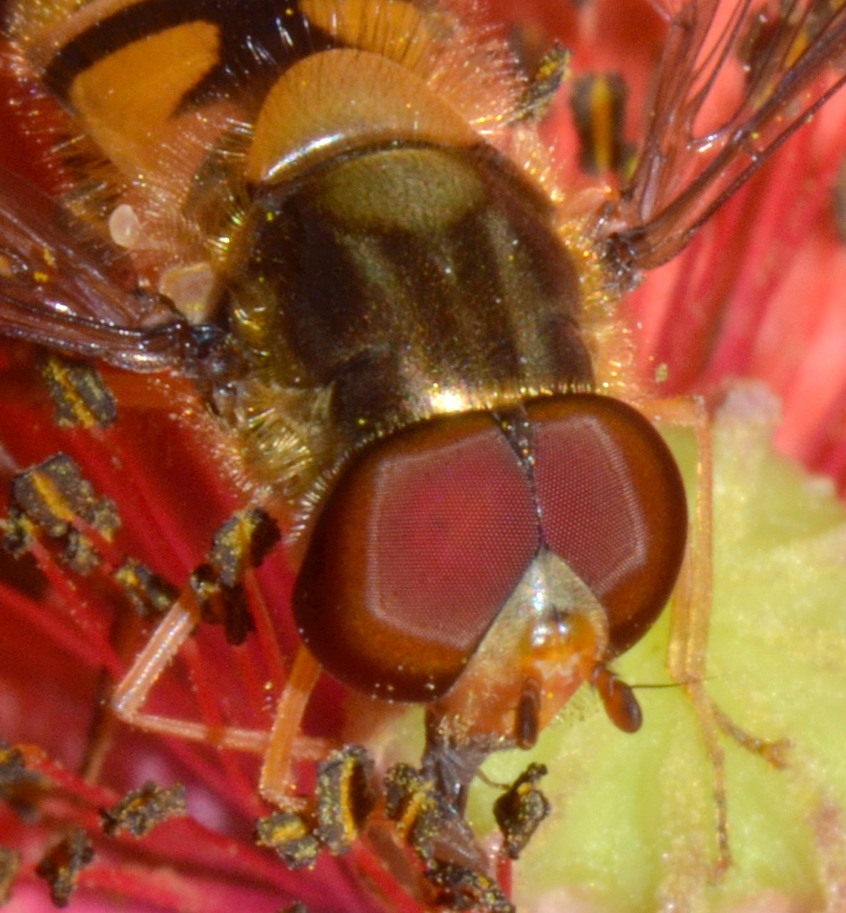 Episyrphus balteatus maschio