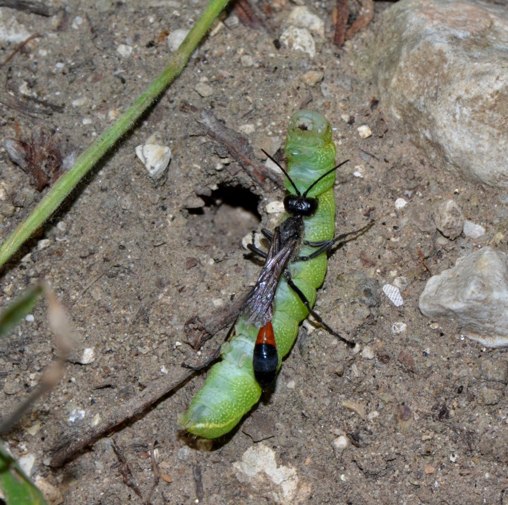 Reportage : Sphecidae, Ammophila sabulosa