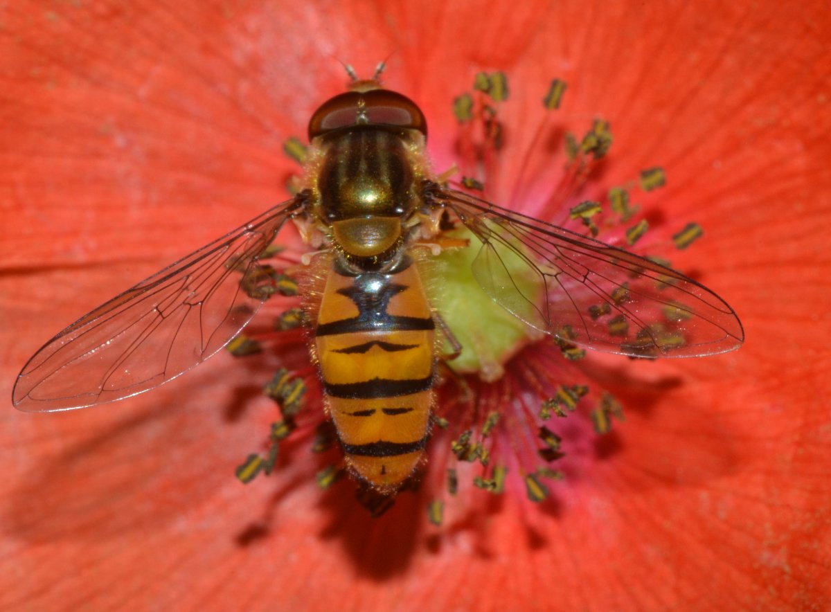 Episyrphus balteatus maschio