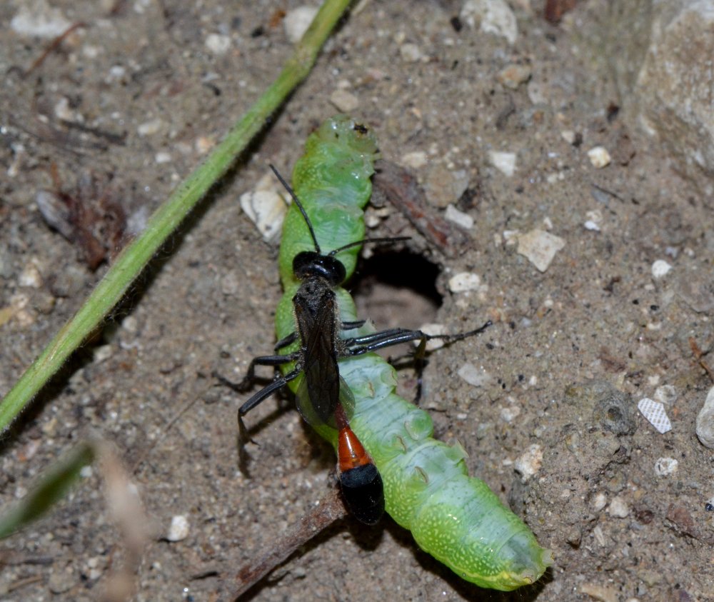 Reportage : Sphecidae, Ammophila sabulosa