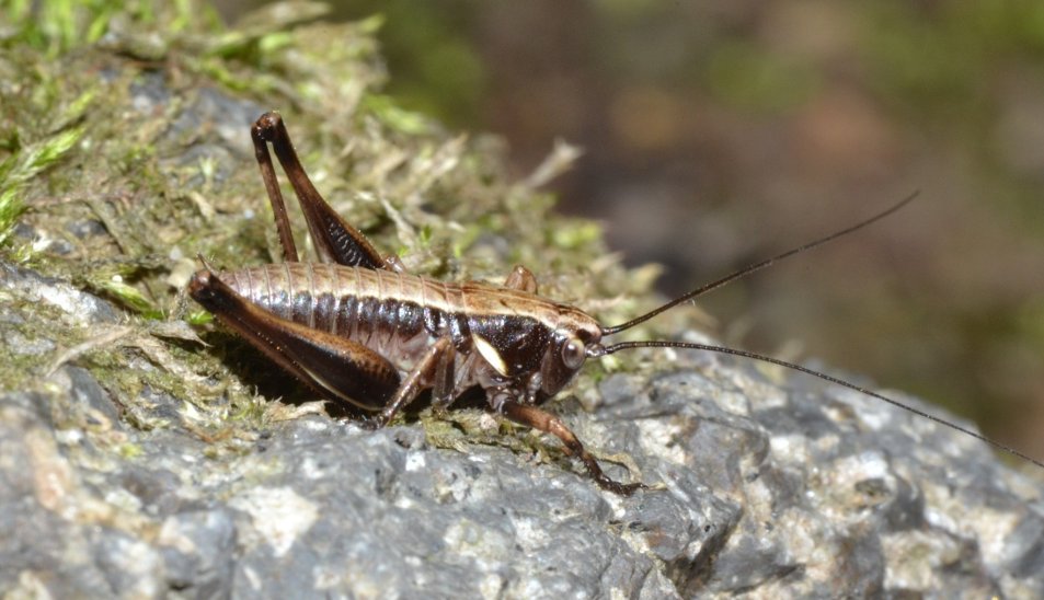 Ninfe di Phaneroptera sp. e Eupholidoptera sp.