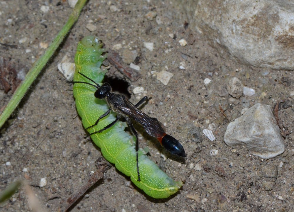 Reportage : Sphecidae, Ammophila sabulosa