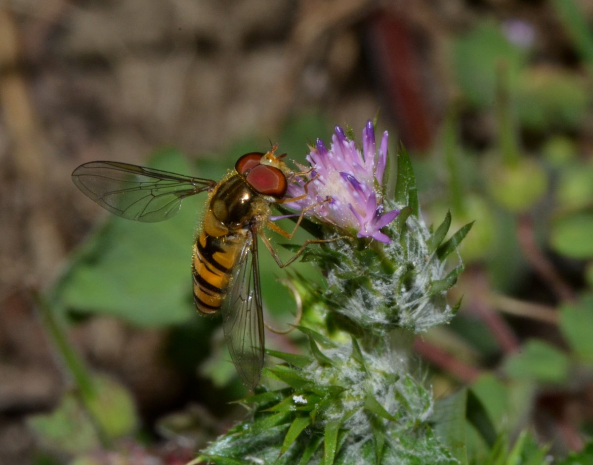 Episyrphus balteatus maschio