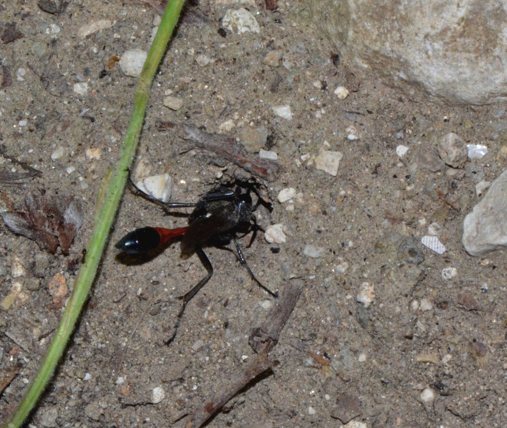 Reportage : Sphecidae, Ammophila sabulosa