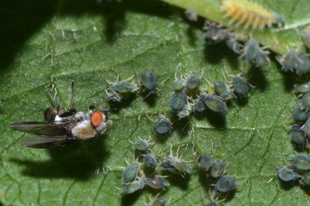 Milichia speciosa (Milichiidae) su colonie di afidi