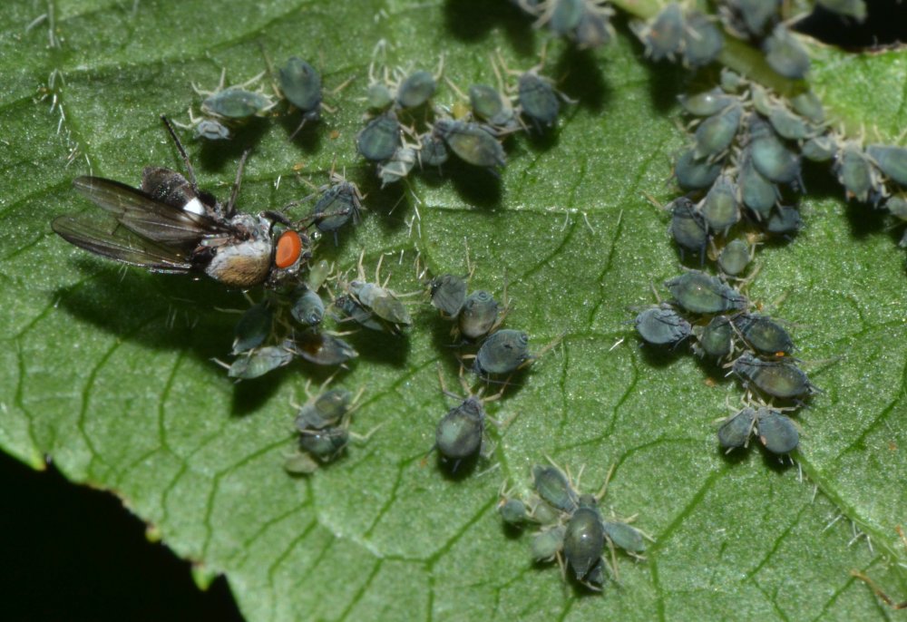 Milichia speciosa (Milichiidae) su colonie di afidi