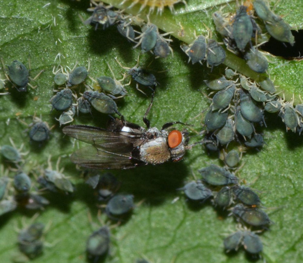 Milichia speciosa (Milichiidae) su colonie di afidi