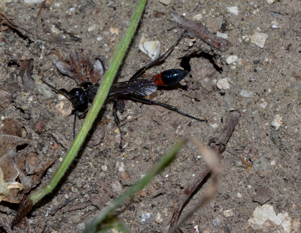 Reportage : Sphecidae, Ammophila sabulosa