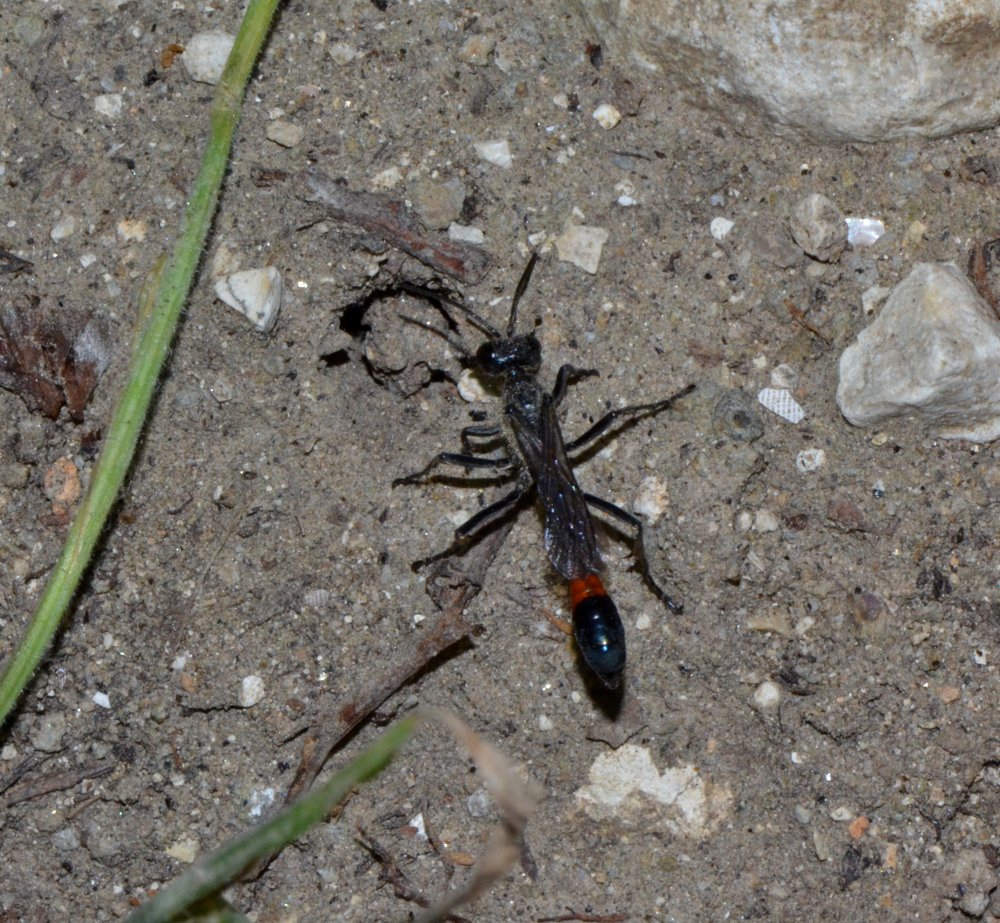 Reportage : Sphecidae, Ammophila sabulosa