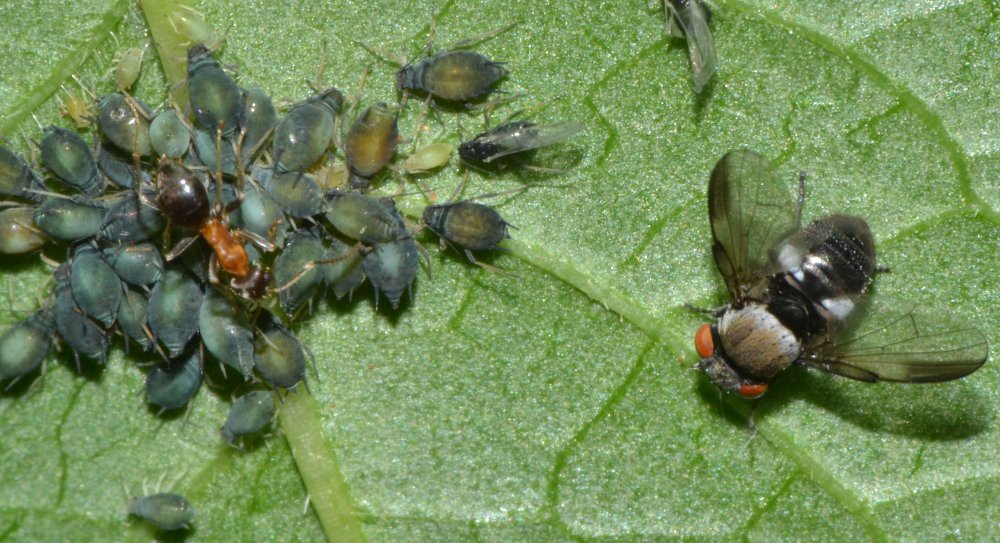 Milichia speciosa (Milichiidae) su colonie di afidi