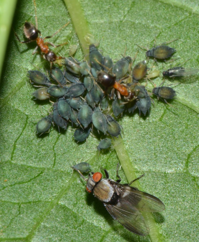Milichia speciosa (Milichiidae) su colonie di afidi