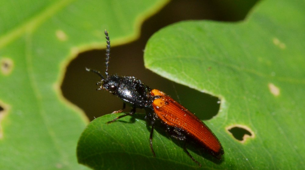 Carabidae? No, Elateridae, Cidnopus sp.