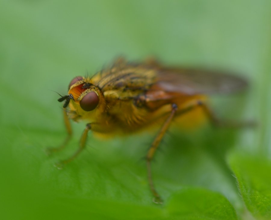 ID alcuni ditteri