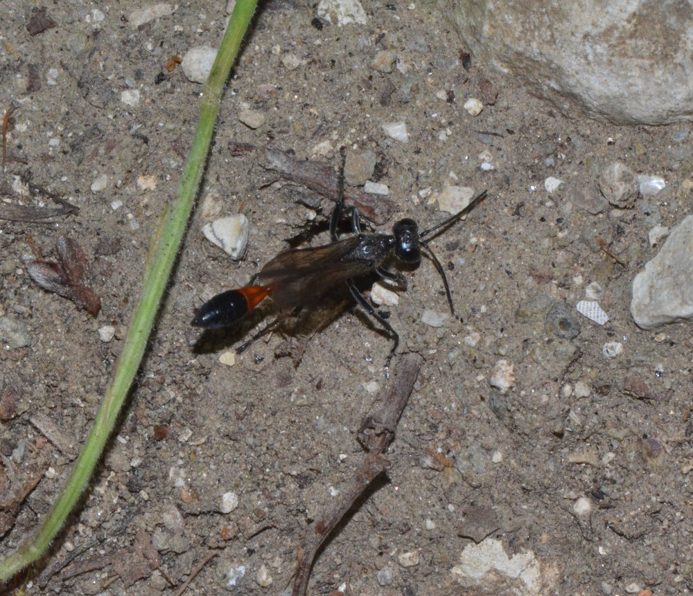 Reportage : Sphecidae, Ammophila sabulosa