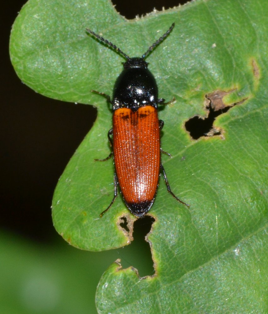 Carabidae? No, Elateridae, Cidnopus sp.