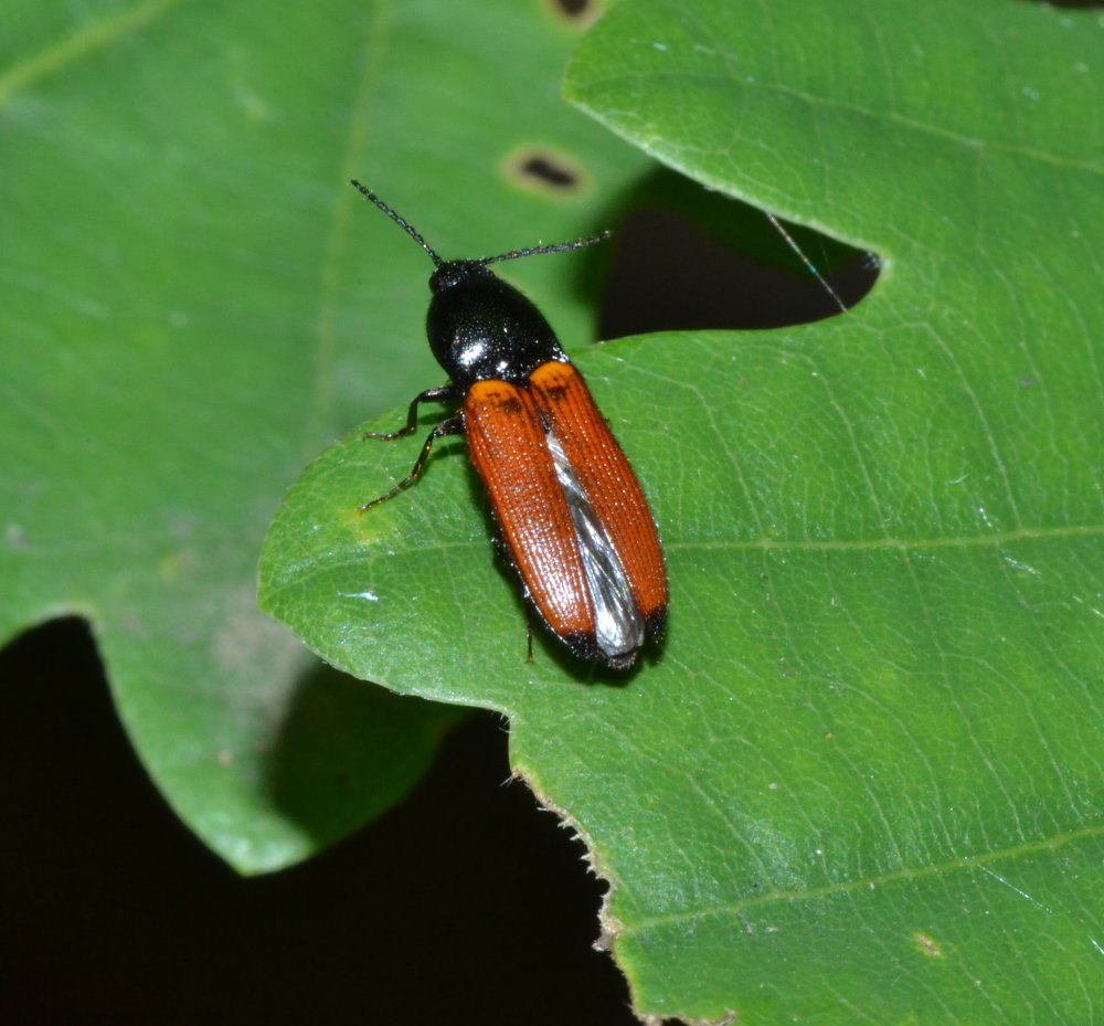 Carabidae? No, Elateridae, Cidnopus sp.