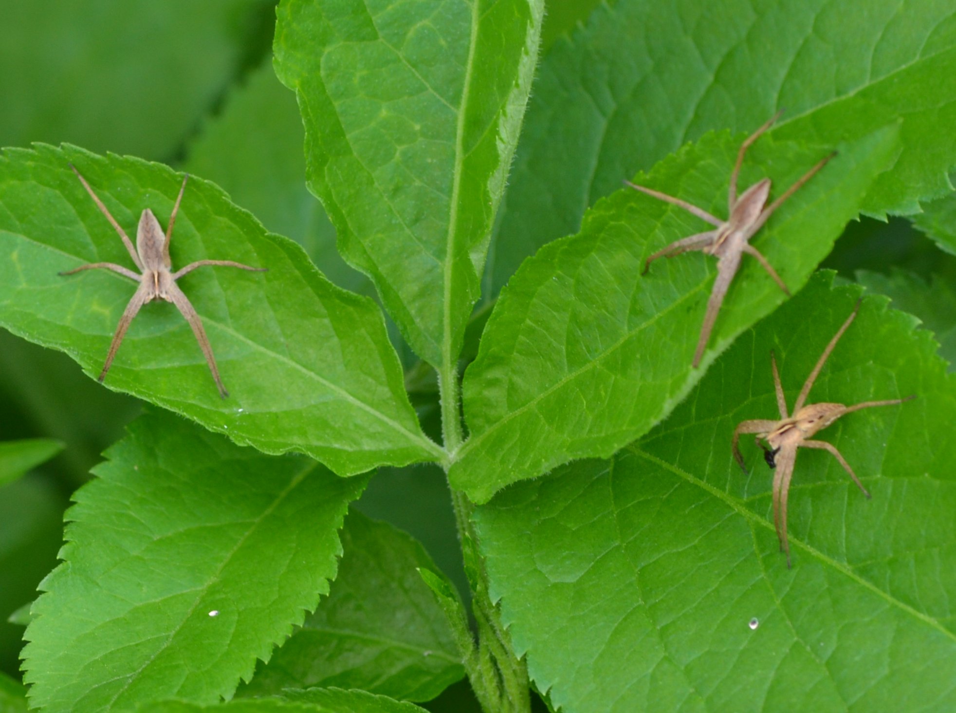 Pisaura sp.
