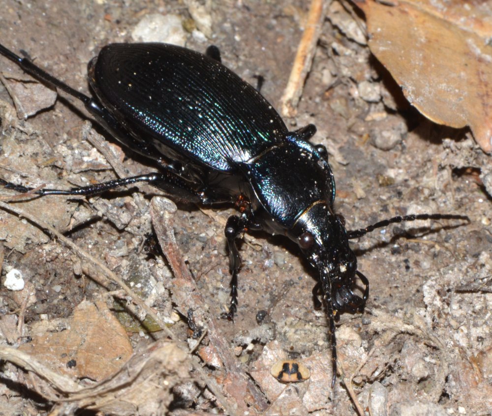 ID Carabus sp. - C. catenulatus